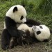Panda obří